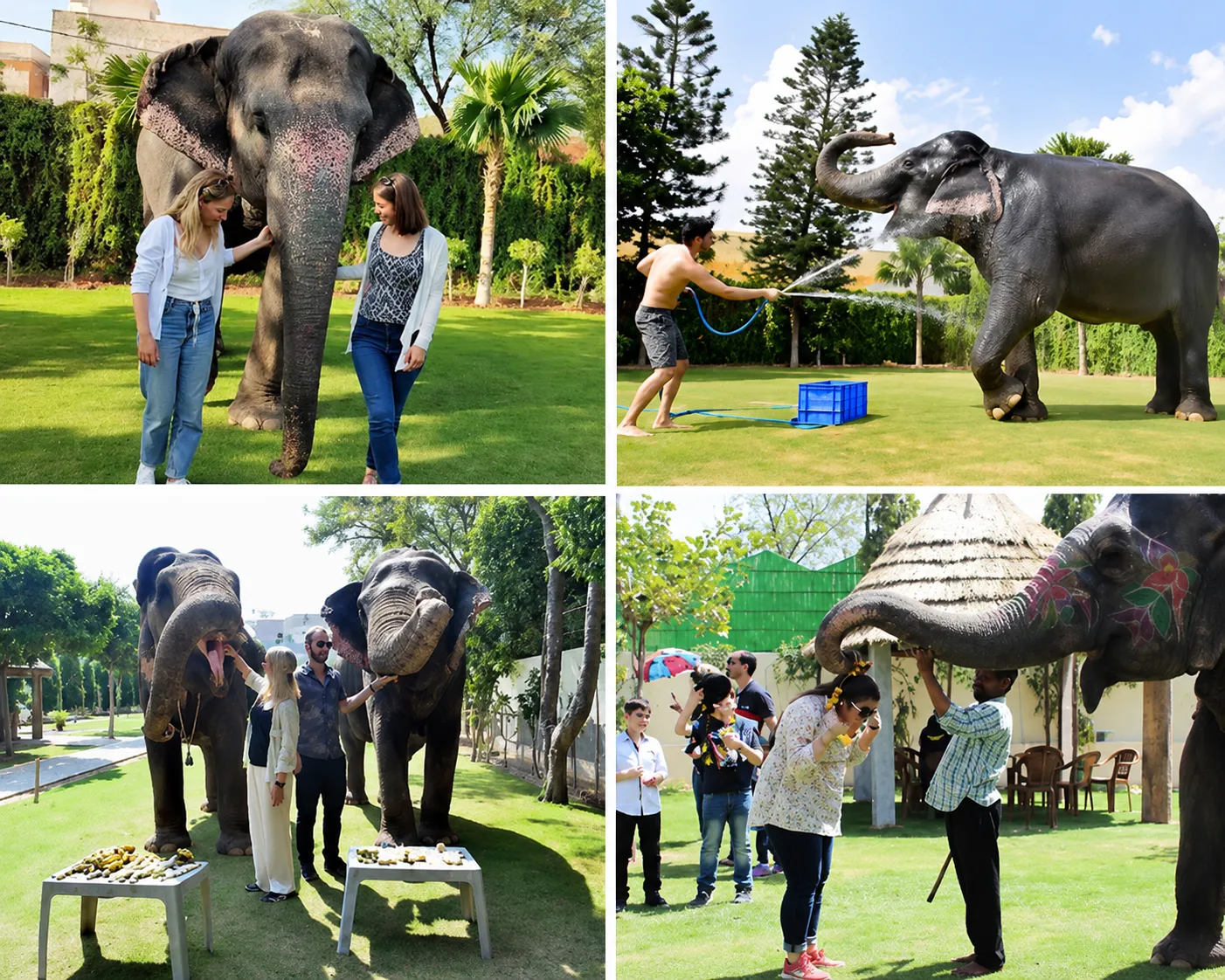 Visit an Ethical Elephant Sanctuary